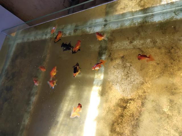 曼龍魚攻擊時為什么會咬鰭