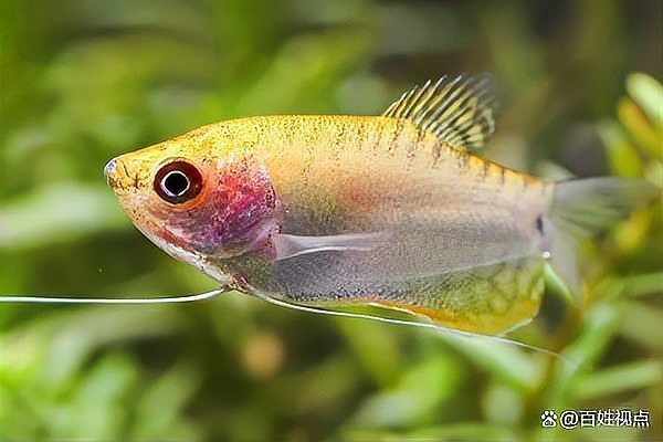 曼龍魚攻擊時為什么會咬鰭
