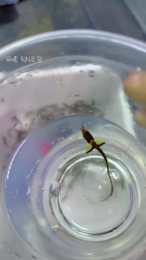 黑銀龍魚圖片