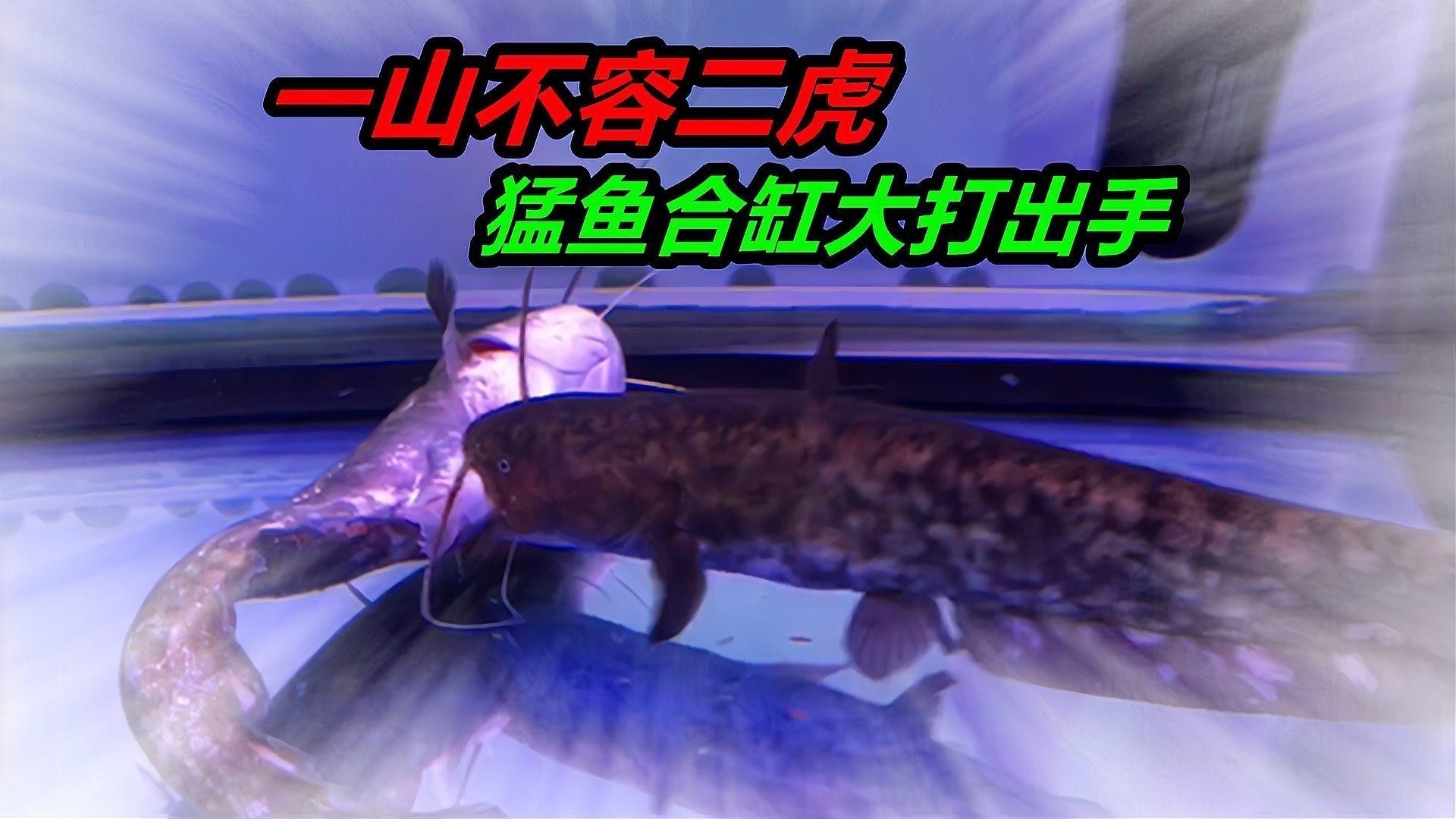 黑銀龍魚圖片
