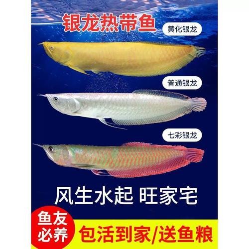 黑銀龍魚圖片