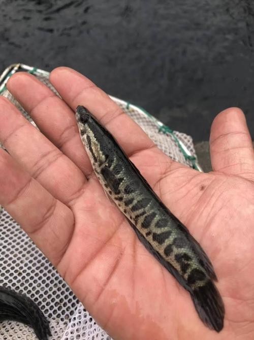 黑銀龍魚圖片
