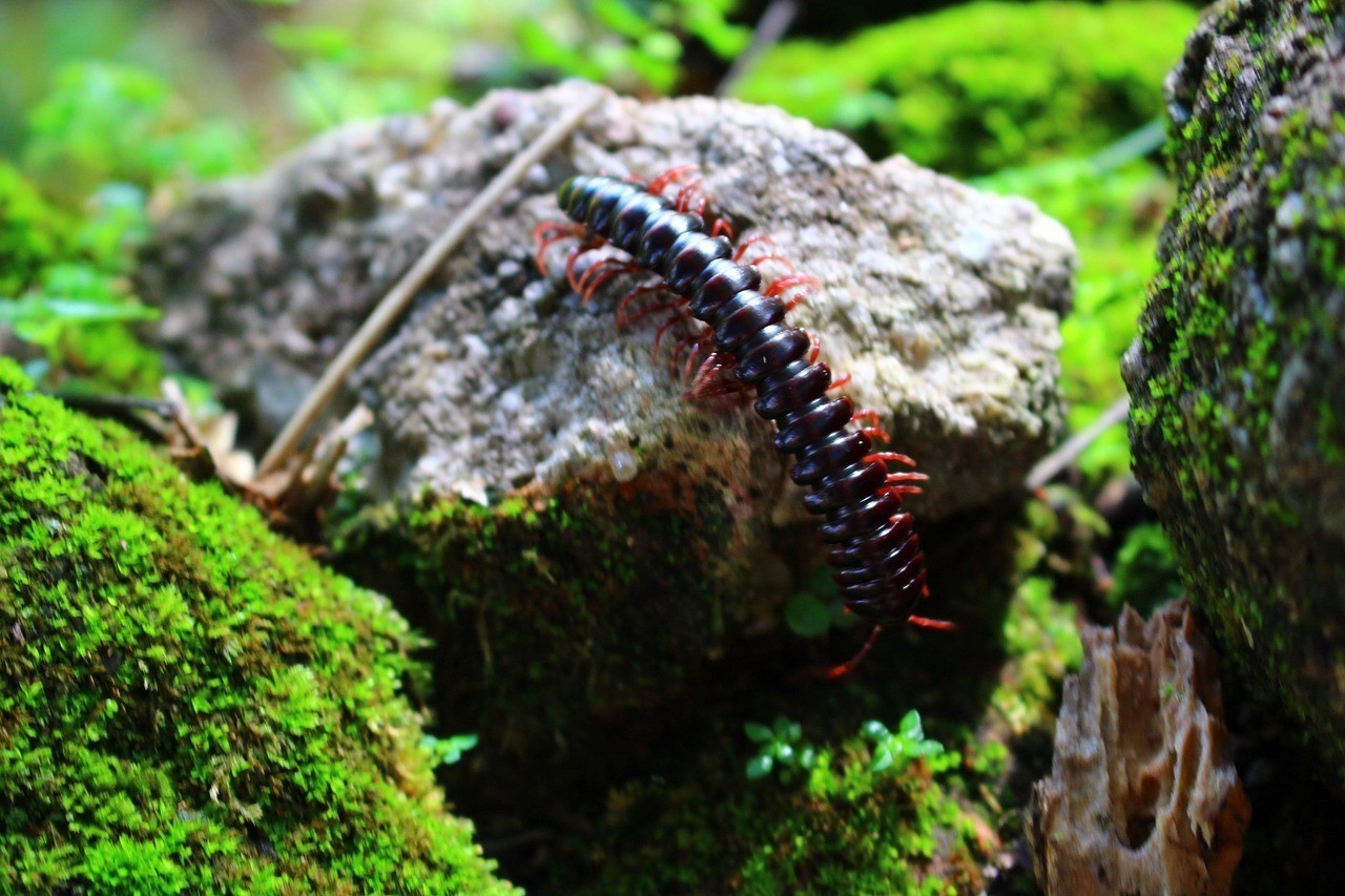 龍魚吃蜈蚣有哪些好處？ 龍魚吃蜈蚣有哪些好處？ 水族問答 第2張