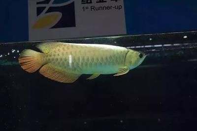 2024世界龍魚大賽（20,24世界龍魚大賽）