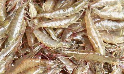 龍魚吃的蝦人能吃嗎：關于龍魚食用的蝦是否適合人類食用，龍魚吃的蝦人能吃嗎 龍魚吃的蝦人能吃嗎：關于龍魚食用的蝦是否適合人類食用，龍魚吃的蝦人能吃嗎 龍魚百科 第2張