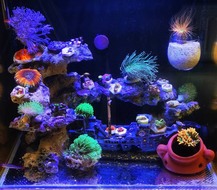 紅龍魚海水魚哪個好養活些