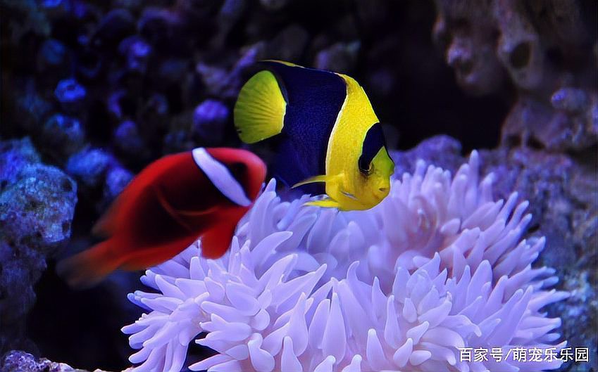 紅龍魚海水魚哪個好養活些