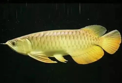 龍魚(yú)飼養(yǎng)經(jīng)驗(yàn)分享，養(yǎng)龍魚(yú)的幾個(gè)小經(jīng)驗(yàn)