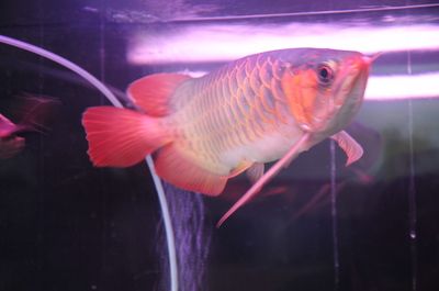 白化招財龍魚 水溫：招財魚的飼養方法