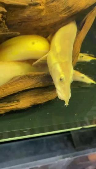 小火龍魚長什么樣子