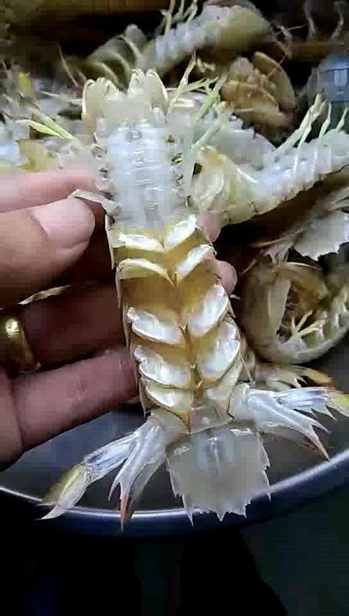 小火龍魚長什么樣子