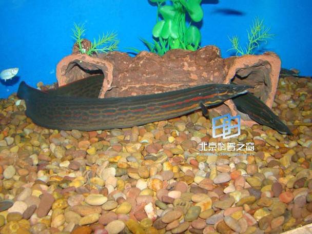 小火龍魚長什么樣子