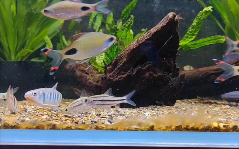 小火龍魚長什么樣子