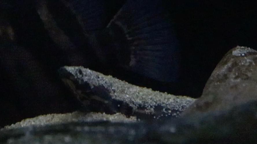 小火龍魚長什么樣子