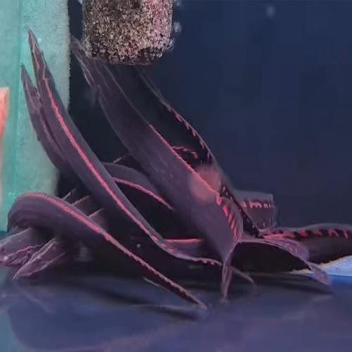 小火龍魚長什么樣子