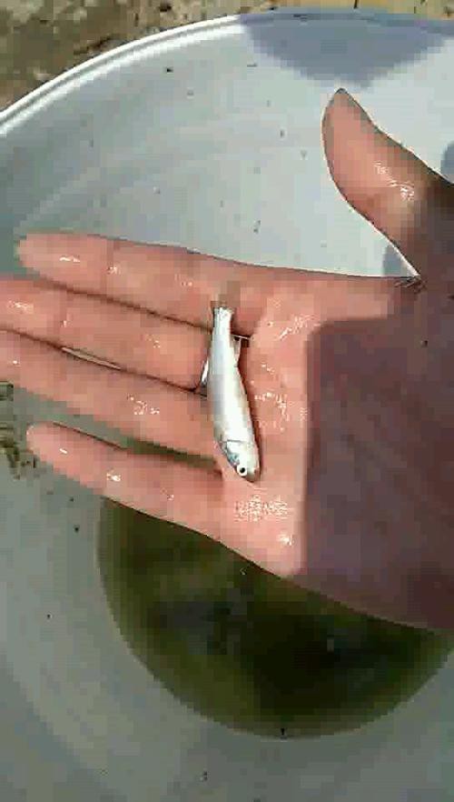 小火龍魚長什么樣子