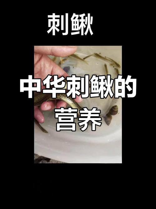 小火龍魚長什么樣子