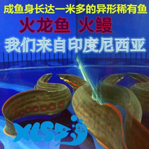 小火龍魚長什么樣子