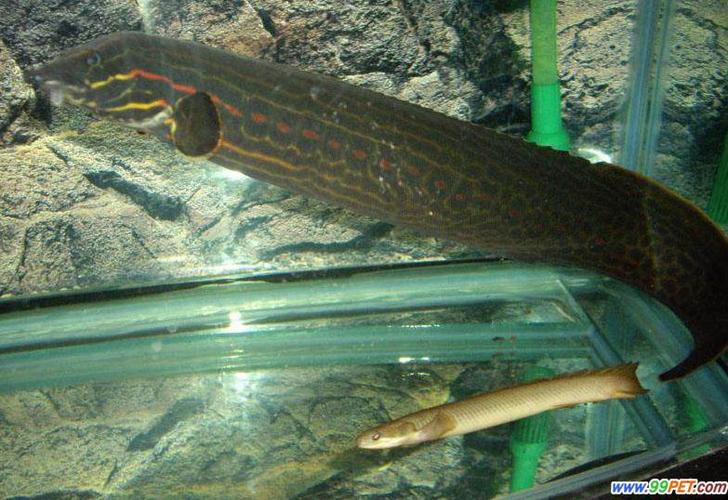 小火龍魚長什么樣子