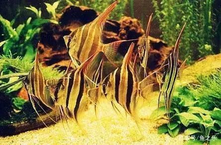 龍魚和什么魚混養：鸚鵡魚與龍魚混養的注意事項，