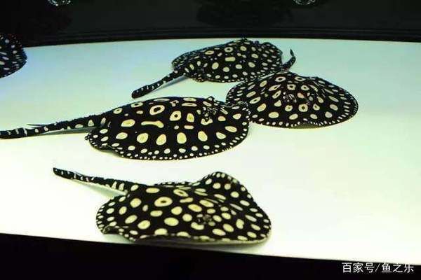 龍魚和什么魚混養(yǎng)：鸚鵡魚與龍魚混養(yǎng)的注意事項(xiàng)，