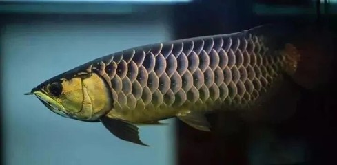 姑苏区晶精水族店