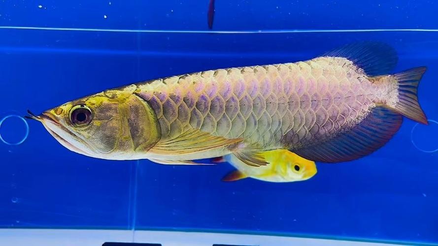 金龍魚魚眼發白怎么辦