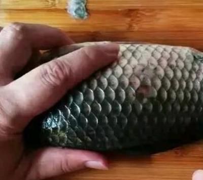 龍魚鱗掉了會長么嗎：龍魚鱗片掉了會生長么，龍魚鱗掉了會生長么嗎