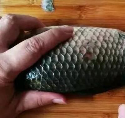 龍魚鱗掉了會長么嗎：龍魚鱗片掉了會生長么，龍魚鱗掉了會生長么嗎