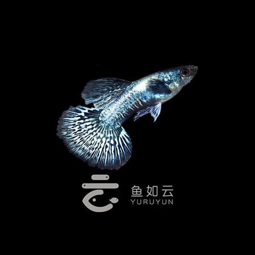 孔雀藍龍魚
