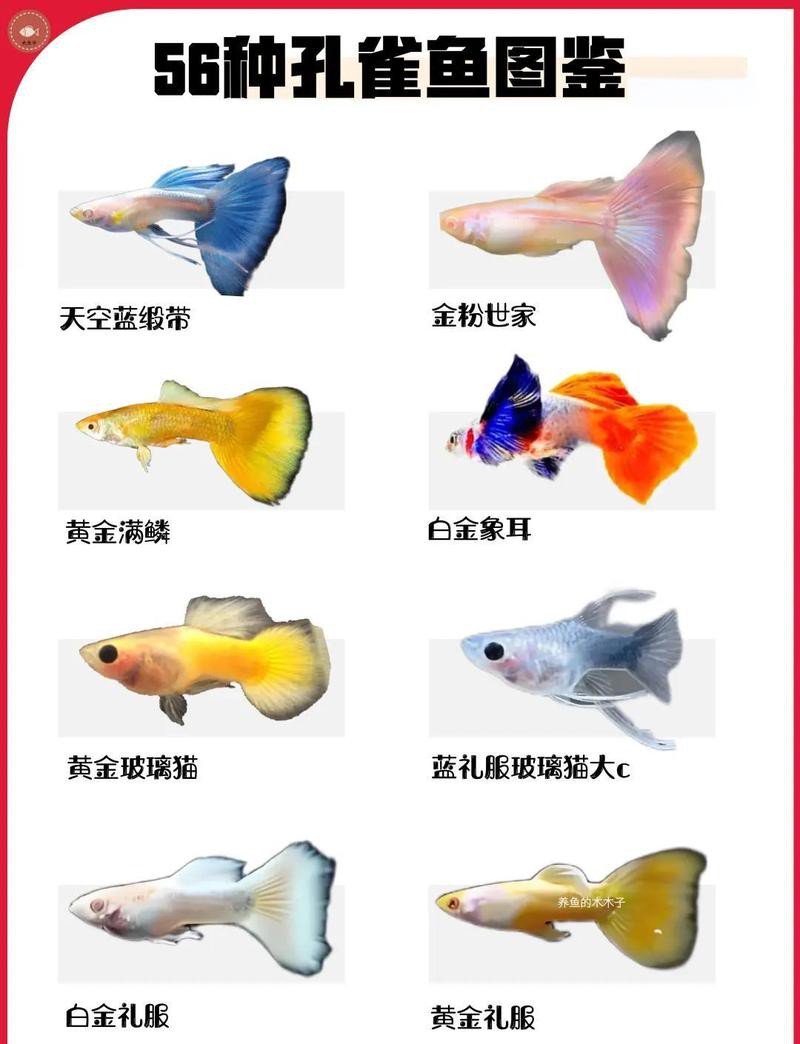 孔雀藍龍魚
