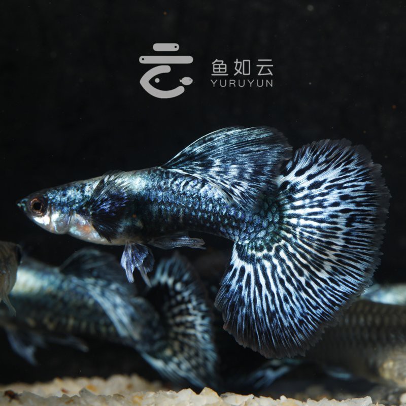 孔雀藍龍魚