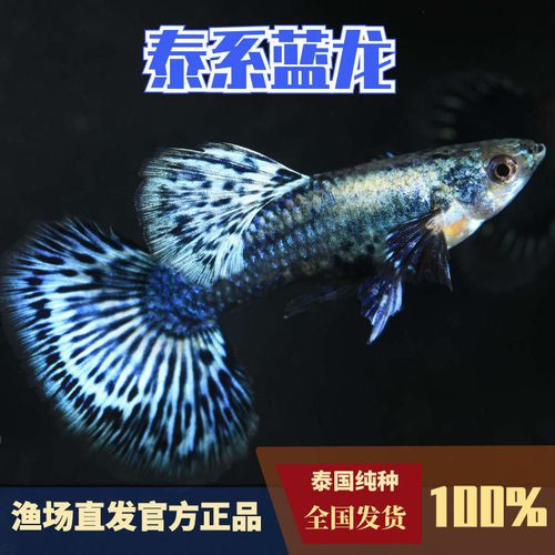 孔雀藍龍魚