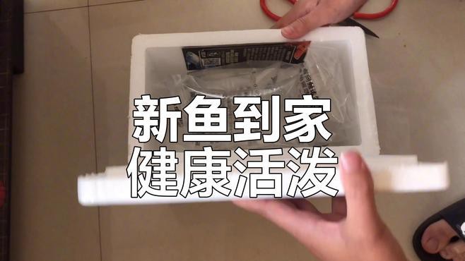 孔雀藍龍魚