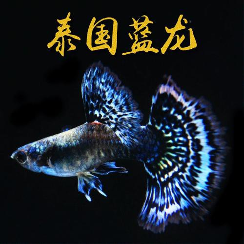孔雀藍龍魚