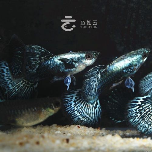 孔雀藍龍魚