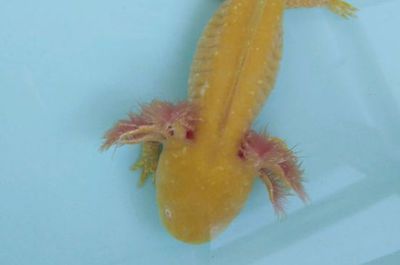 龍魚的魚缸：龍魚吃小魚多久能消化完畢，龍魚吃小魚多久能消化掉 龍魚的魚缸：龍魚吃小魚多久能消化完畢，龍魚吃小魚多久能消化掉 龍魚百科 第2張