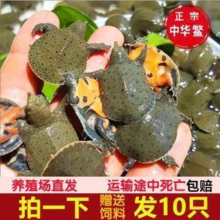 龍魚的魚缸：龍魚吃小魚多久能消化完畢，龍魚吃小魚多久能消化掉 龍魚的魚缸：龍魚吃小魚多久能消化完畢，龍魚吃小魚多久能消化掉 龍魚百科 第8張
