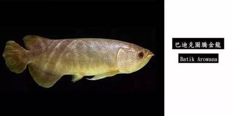 龍魚的價值是多少錢一條?。鹤畎嘿F的龍魚售價數十萬元人民幣，網友：一般人幾十年工資