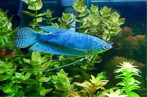 藍(lán)龍魚顏色變深后就翻了
