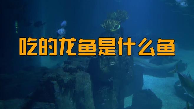 如何區分龍魚的不同品種？ 如何區分龍魚的不同品種？ 龍魚百科 第7張