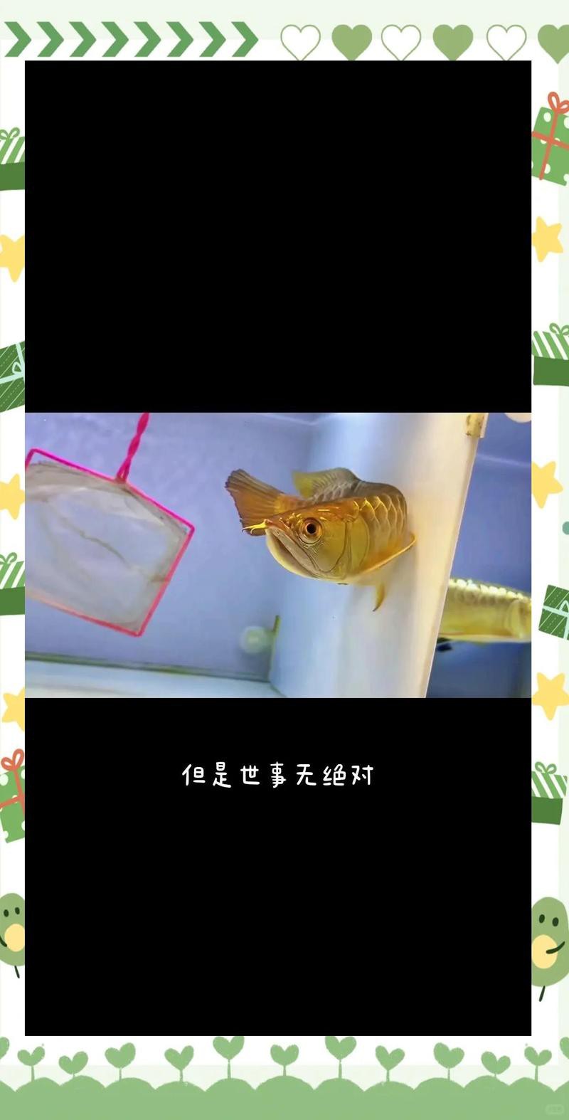 養(yǎng)龍魚需要用殺菌燈嗎 養(yǎng)龍魚需要用殺菌燈嗎 龍魚百科 第1張