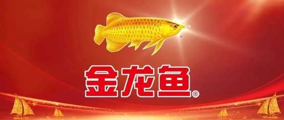 金龍魚用金色的燈好嗎：使用金色的燈來飼養金龍魚時