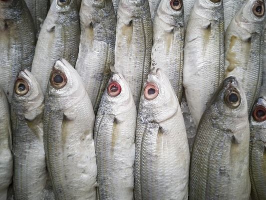好點的魚缸品牌排行榜（佳寶jebo國際市場的表現）