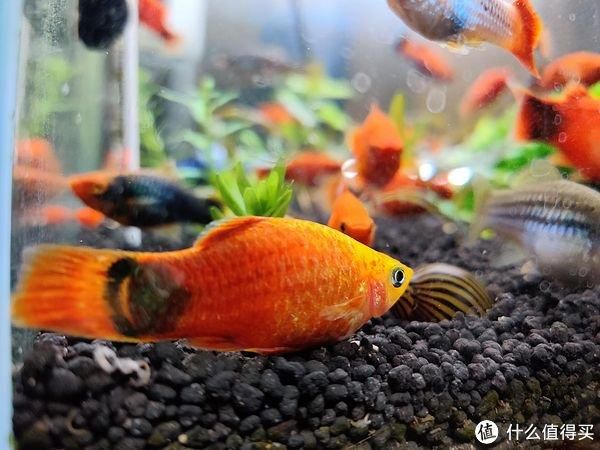 常見觀賞魚 名字：關于常見觀賞魚名字的信息：僅為部分常見觀賞魚的名字