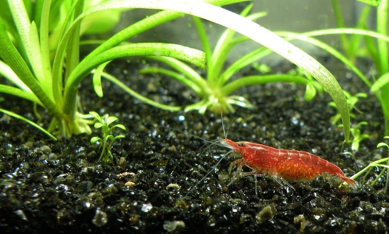 40厘米缸養曼龍魚需要多大的氧氣泵？