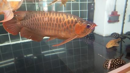 辦公室養金龍還是紅龍：辦公室養金龍魚好還是紅龍魚好？ 辦公室養金龍還是紅龍：辦公室養金龍魚好還是紅龍魚好？ 龍魚百科 第3張