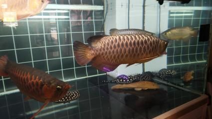 辦公室養金龍還是紅龍：辦公室養金龍魚好還是紅龍魚好？ 辦公室養金龍還是紅龍：辦公室養金龍魚好還是紅龍魚好？ 龍魚百科 第1張