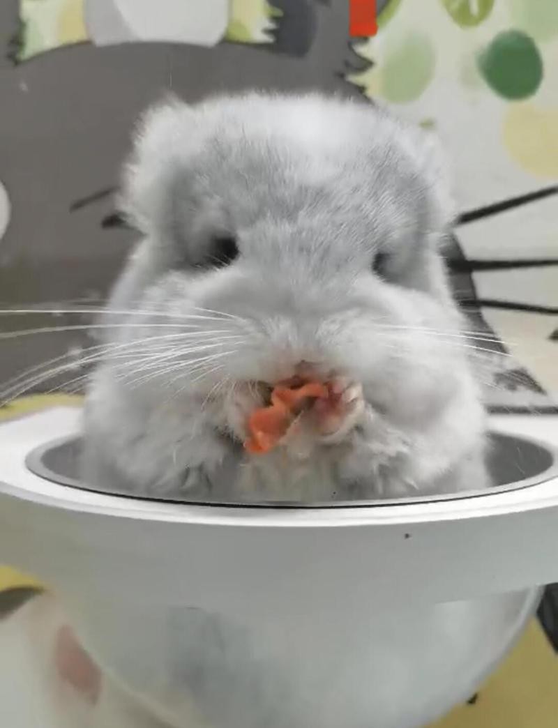 如何訓(xùn)練龍貓定點排便？