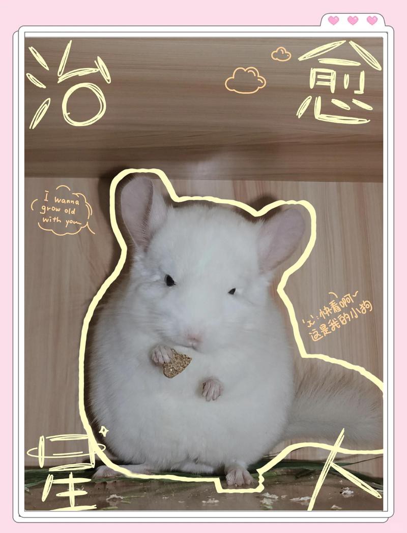 如何訓練龍貓定點排便？